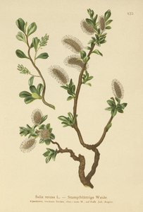 Sauce de hojas romas (Salix retusa) de German School