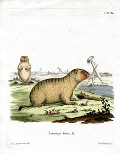 Marmota Bobac de German School