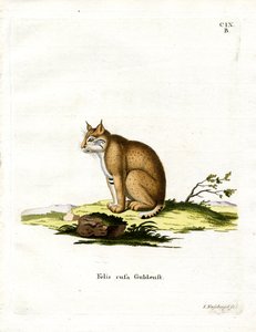 Lince Rojo