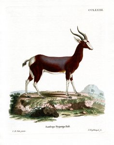 Bontebok de German School