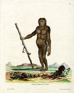 Orangután de Borneo de German School