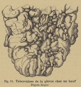 Tuberculosis bovina de German School