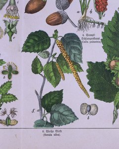 Rama de un abedul plateado, de un libro sobre el sistema de clasificación de Carolus Linnaeus por G.H. von Schubert de German School