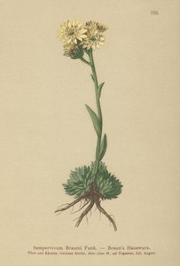 Gallinas y pollitos de Braun (Sempervivum Braunii) de German School