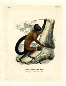 Saki Barbudo de Espalda Marrón de German School