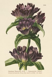 Genciana marrón (Gentiana Pannonica)