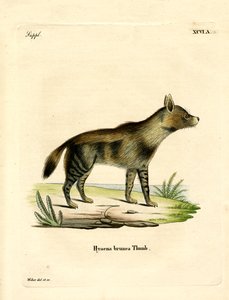 Hiena Marrón de German School