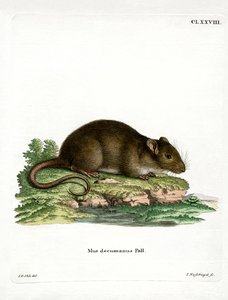 Rata parda de German School