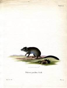 Phascogale de Cola Cepillada