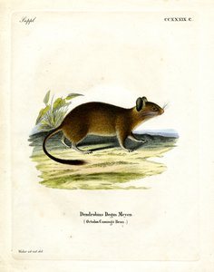 Rata de cola de cepillo