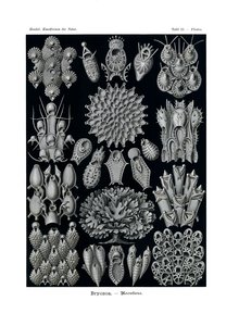 Bryozoa, 1899-1904 de German School