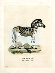 Cebra de Burchell de German School
