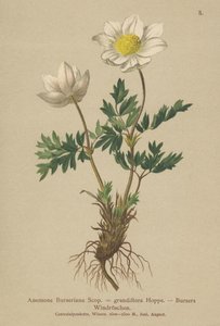 Anémona de Bursers (Anemone Burseriana, Anemone grandiflora)