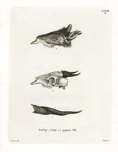 Cuernos de bushbuck de German School
