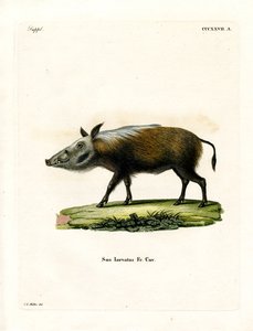 Cerdo Salvaje