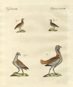 Avutardas de German School