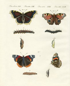 Mariposas -- aves del día de German School