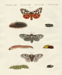 Mariposas -- mariposas nocturnas de German School