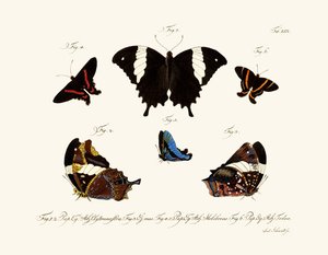 Mariposas de German School