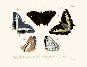 Mariposas de German School