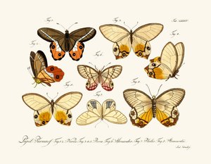 Mariposas de German School