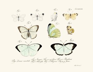 Mariposas de German School