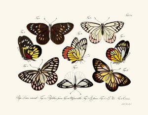 Mariposas de German School