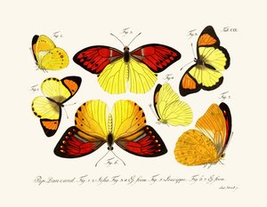 Mariposas de German School