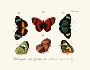 Mariposas de German School