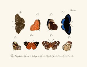 Mariposas de German School