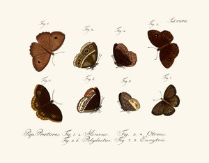 Mariposas de German School