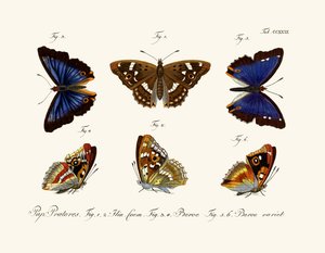 Mariposas de German School