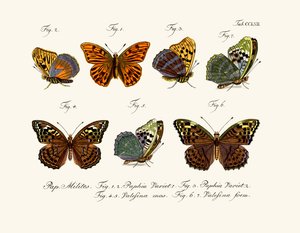 Mariposas de German School