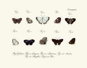 Mariposas de German School