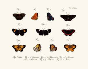 Mariposas de German School