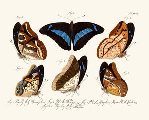 Mariposas de German School
