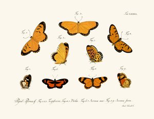 Mariposas de German School