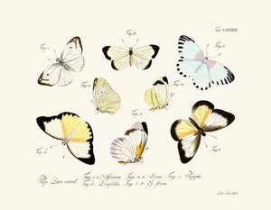 Mariposas de German School