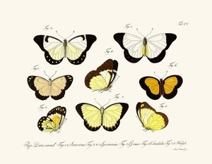 Mariposas de German School