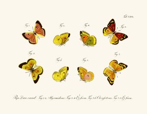 Mariposas de German School