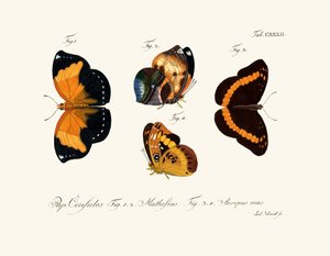 Mariposas de German School