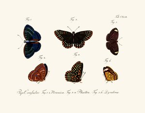 Mariposas de German School