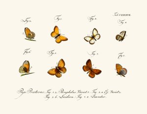 Mariposas de German School