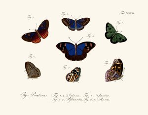 Mariposas de German School