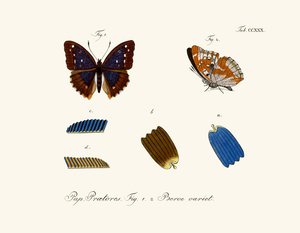 Mariposas de German School