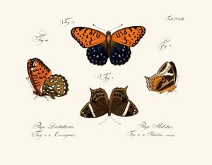 Mariposas de German School