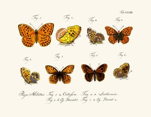 Mariposas de German School