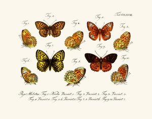 Mariposas de German School