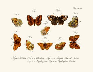 Mariposas de German School
