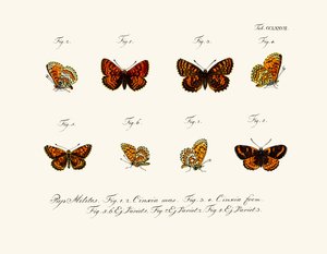 Mariposas de German School